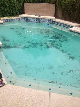 Dirty Pool | 602-688-7465 | Pink Dolphin Pool Care